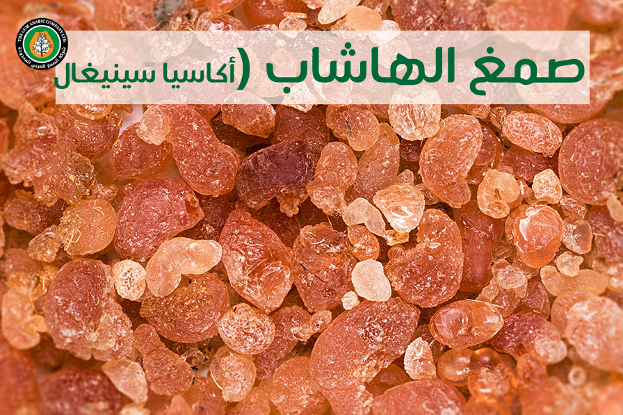 hashab-gum.jpg